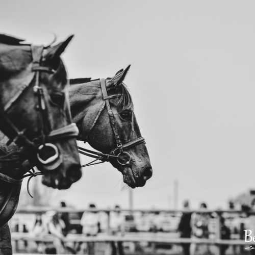 Rutas a caballo – Osona Horses